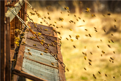 【凡斯环保说】蜂蜜也能用来检测空气质量？新技能get！